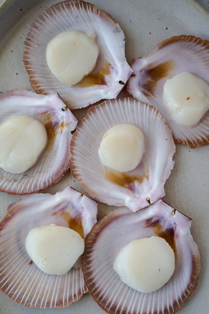 scallops in shell