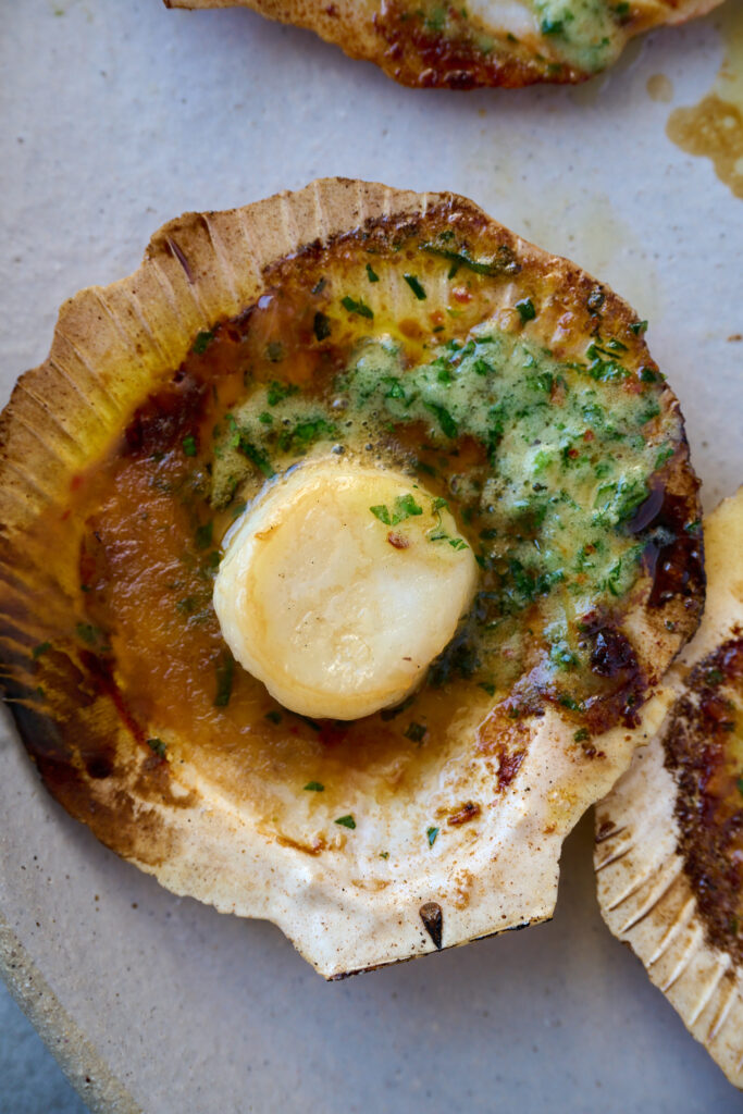 scallops in shell